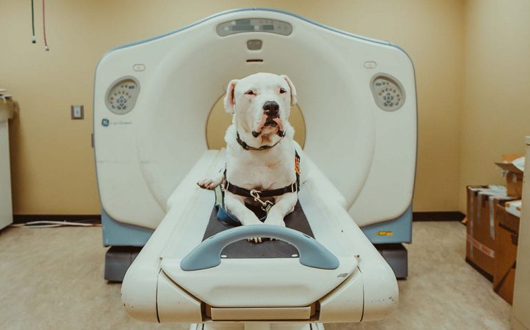 A dog lies on a CT scanner table in the diagnostic imaging department at Boundary Bay Veterinary Specialty Hospital, where advanced imaging such as CT scans, ultrasound, and digital radiography support accurate diagnoses.