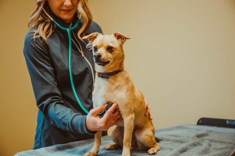 A veterinary specialist uses a stethoscope to listen to a dog’s heart and lungs in the internal medicine department at Boundary Bay Veterinary Specialty Hospital
