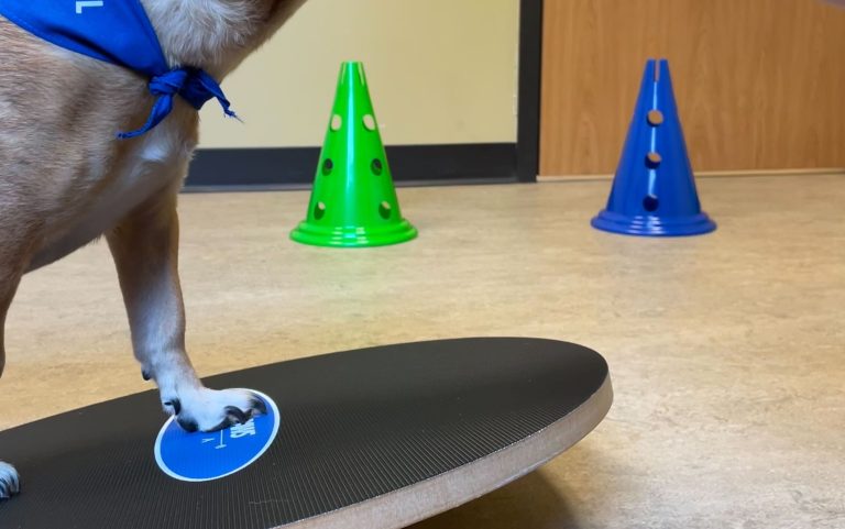 A dog stands on a balance board as part of animal rehabilitation therapy at Boundary Bay Veterinary Specialty Hospital, supporting mobility, strength, and recovery after injury or surgery.