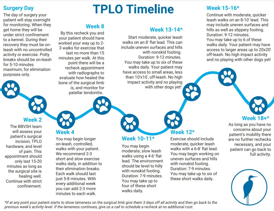 tplo-surgery-for-dogs-bbvsh-bellingham-wa