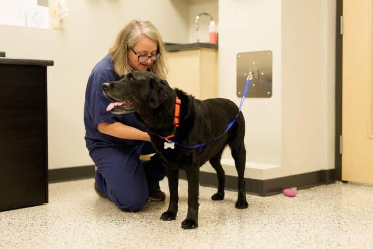 Dr. Sarah Charney kneels beside a dog in the oncology department at Boundary Bay Veterinary Specialty Hospital, providing compassionate specialty care for pets with cancer.