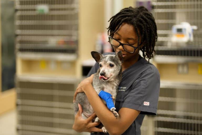 A veterinary team member comforts a dog with a bandaged leg in the 24-hour emergency department at Boundary Bay Veterinary Specialty Hospital, where care is provided in collaboration with Animal Emergency Care to support pets across Washington.