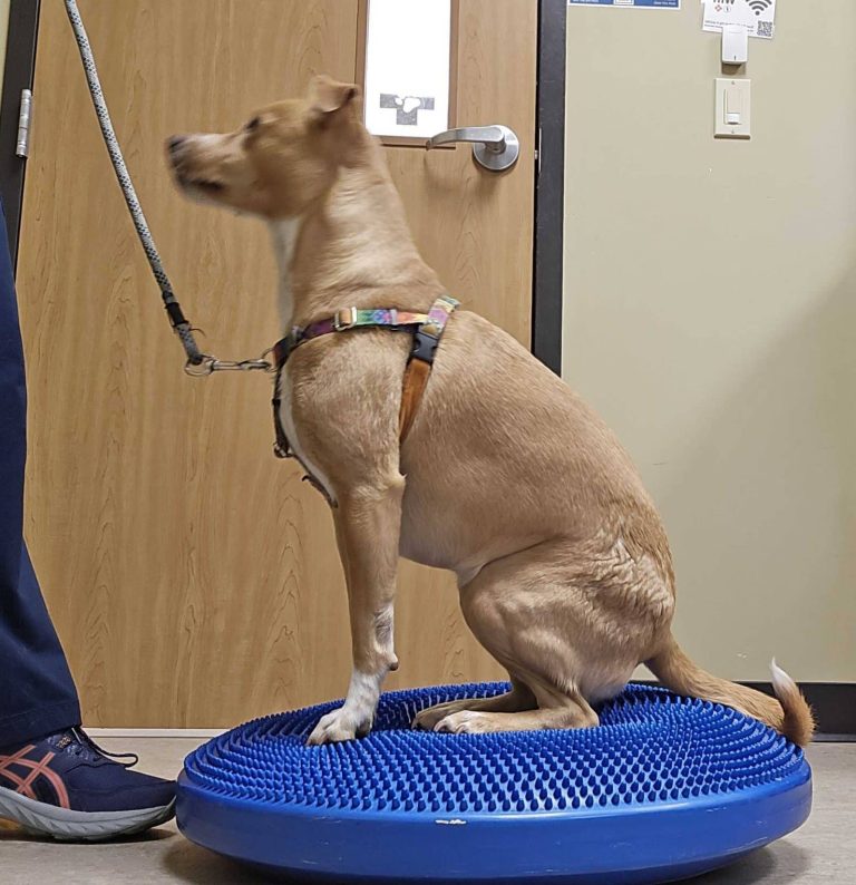 A light brown dog in a harness sits on a textured blue balance disc while on a leash, part of a rehabilitation activity to assess and improve mobility.