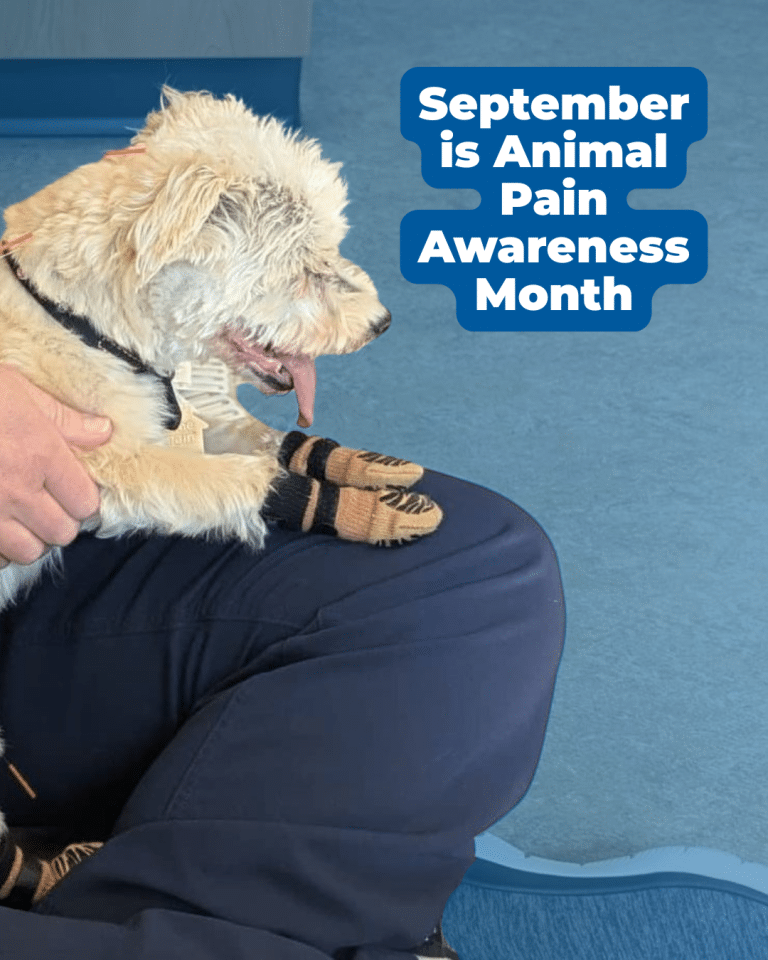 Preventing Pain in Pets: Proactive Vet Care | BBVSH Bellingham