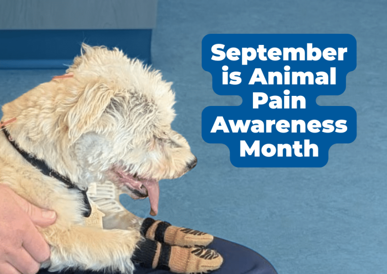 Preventing Pain in Pets: Proactive Vet Care | BBVSH Bellingham